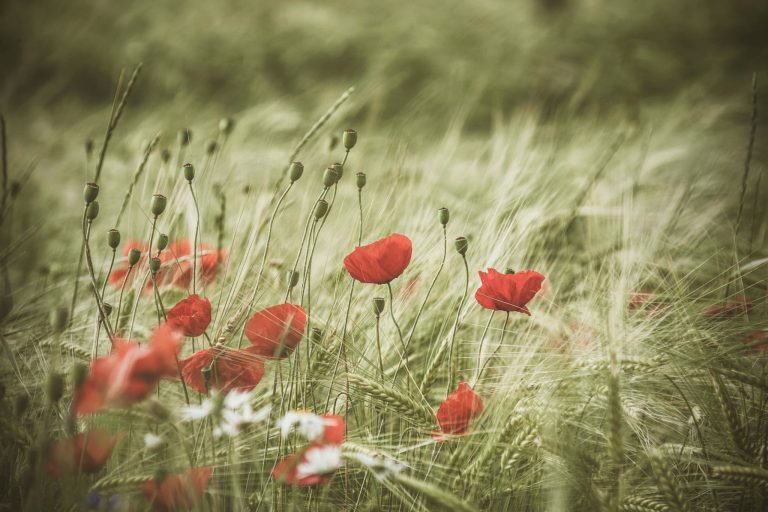 Poppies in a field