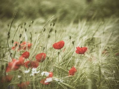 Poppies in a field