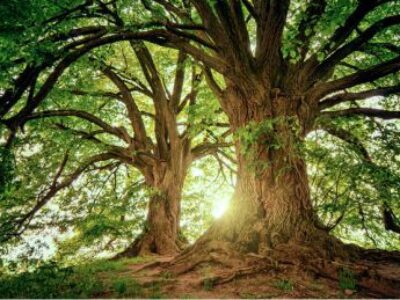 Photo of Toronto Tree