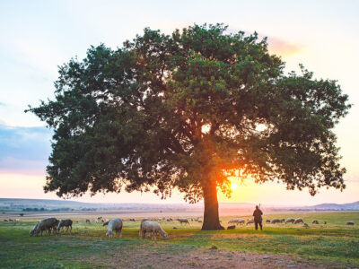 shpherd under a tree with his flock at sunrise