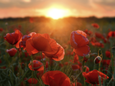 poppies and sunrise