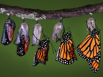 monarch butterfly cocoon cycle