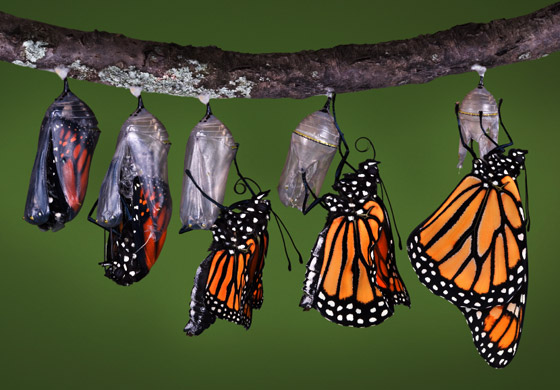 Monarch Butterfly cycle