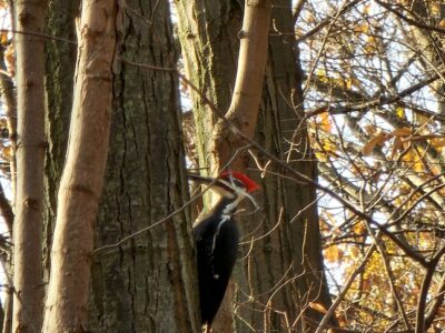 Woodpecker in a tree