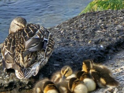 Photo of Momma Duck and ducklings