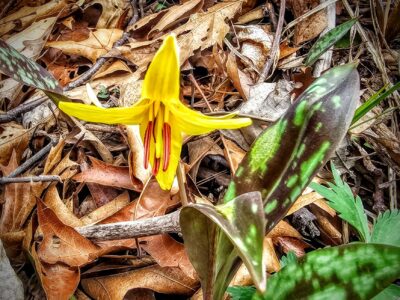 Earth Day yellow flower grouwing theough foliage on the ground